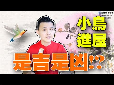 鳥飛進 家裡 代表什麼|【鳥飛進家裡】家有喜事來了！鳥飛進家裡預示著什麼吉凶？